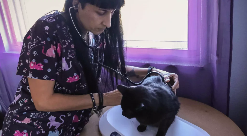 Veternianarria atentiendo a un gato en salamanca
