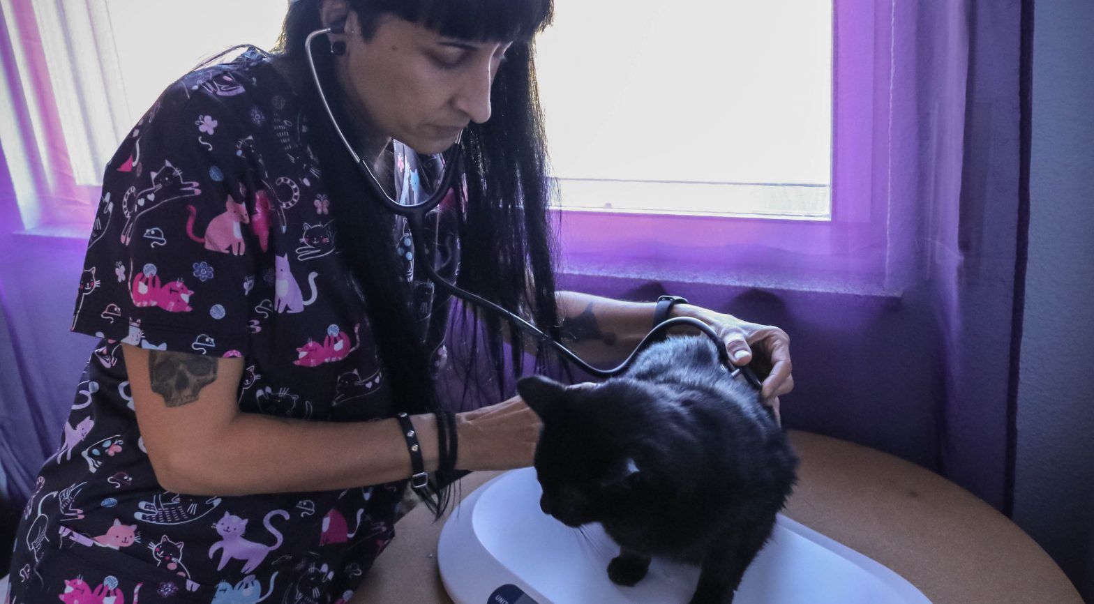 medicina felina a domicilio