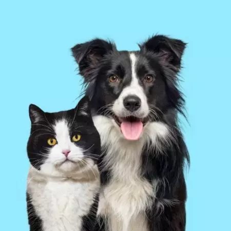 un gato y un perro pacientes de celu-vet