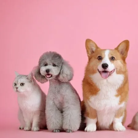 Un gato y dos perros en Celu-Vet