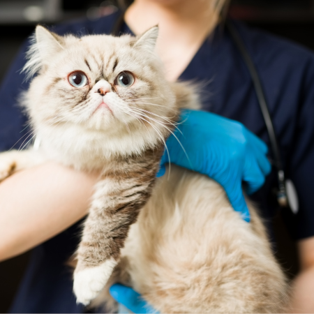 Medicina felina a domicilio - portada