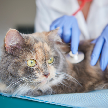neuropatia diabetica felina