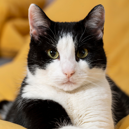 Gato con lesión resortiva odontoclástica