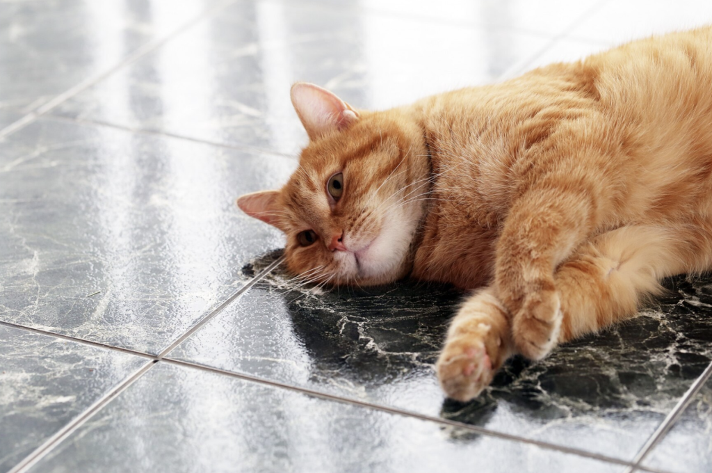gato tumbado