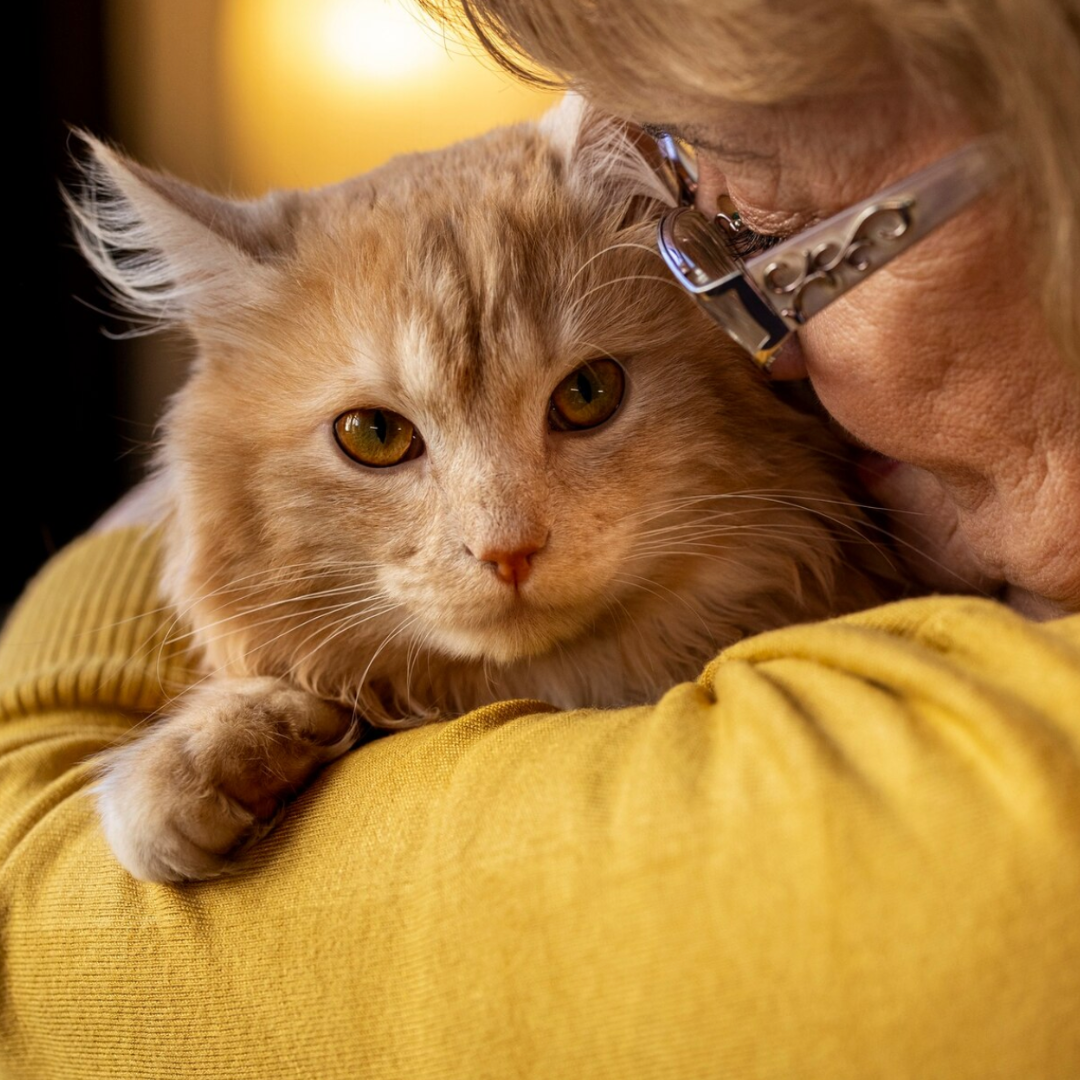 gato adulto en brezos de mujer adulta