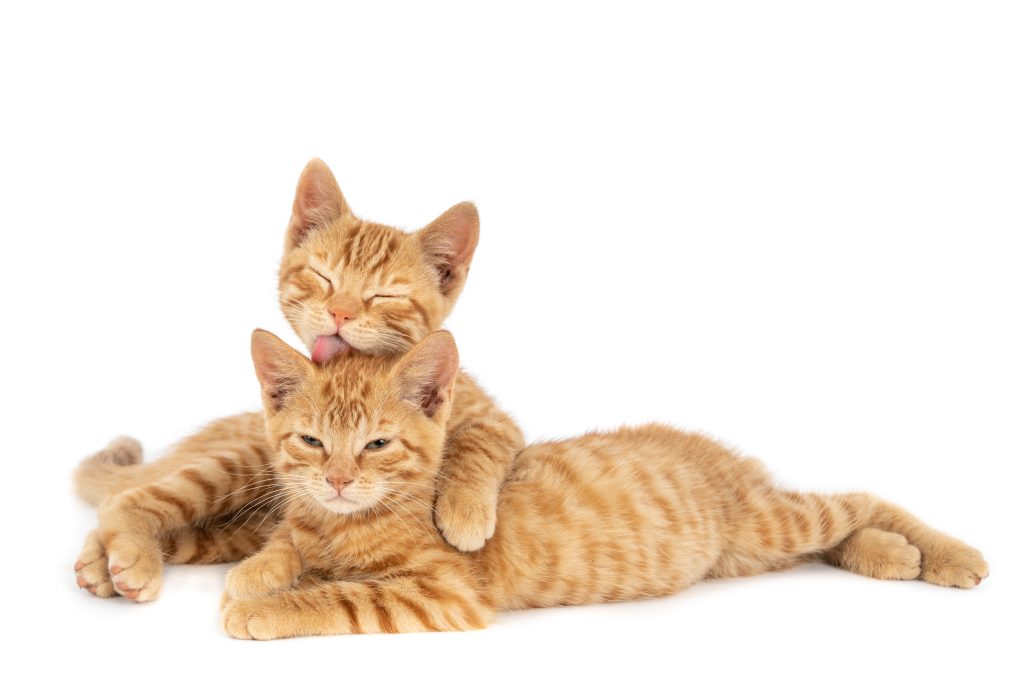 gatos sanos y saludables