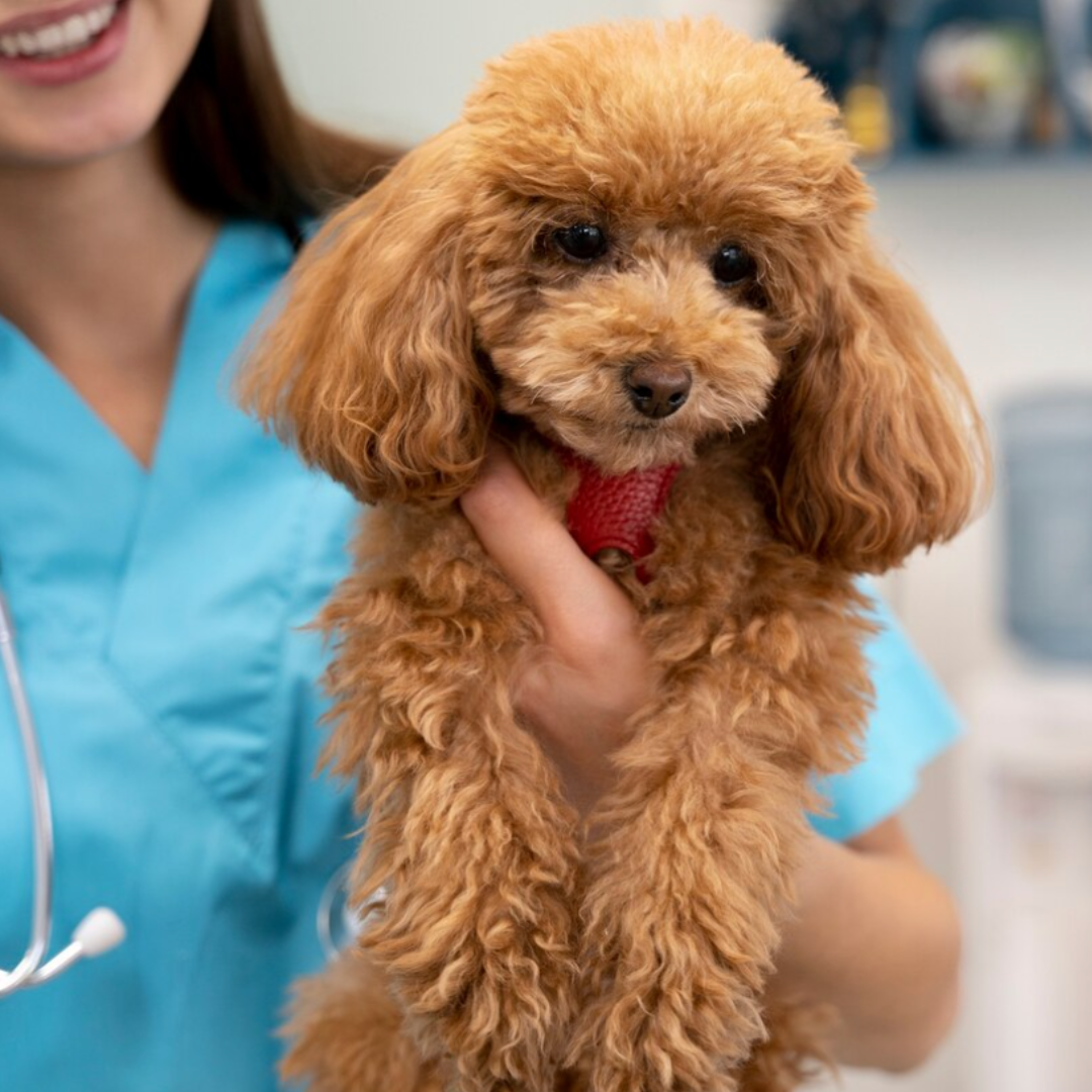 Perro en brazos de una veterinaria, preparado para realizar una citología
