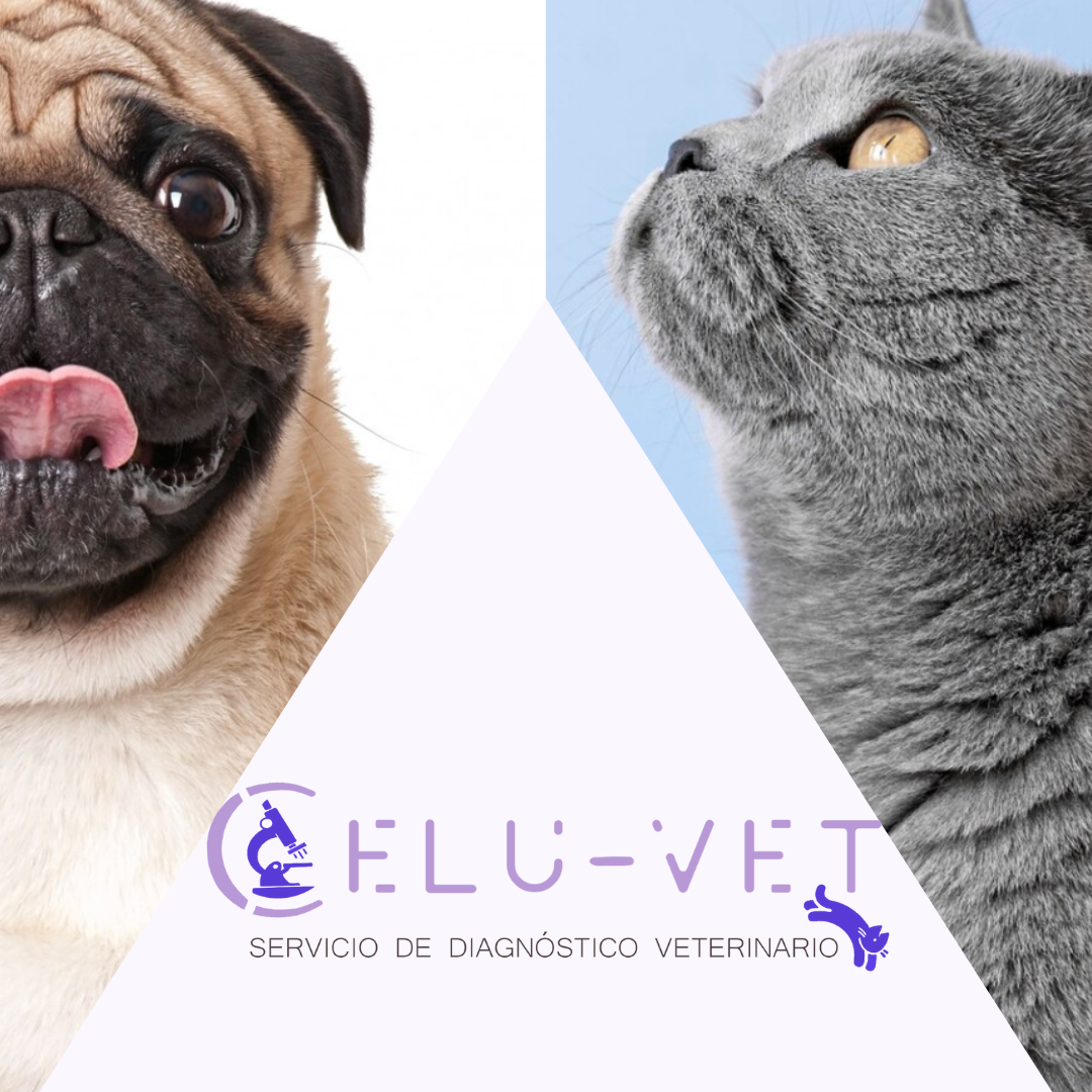 Análisis citológico - Celu Vet