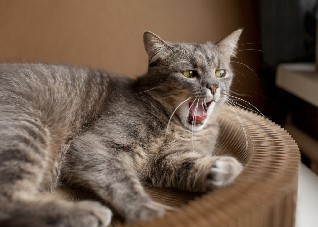 Síntomas Comunes de Enfermedades Respiratorias en Mascotas, en este ejemplo en un gato