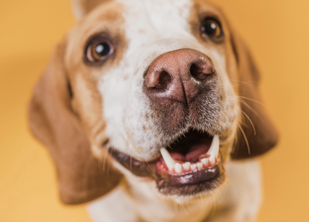 perro saludable y sonriente