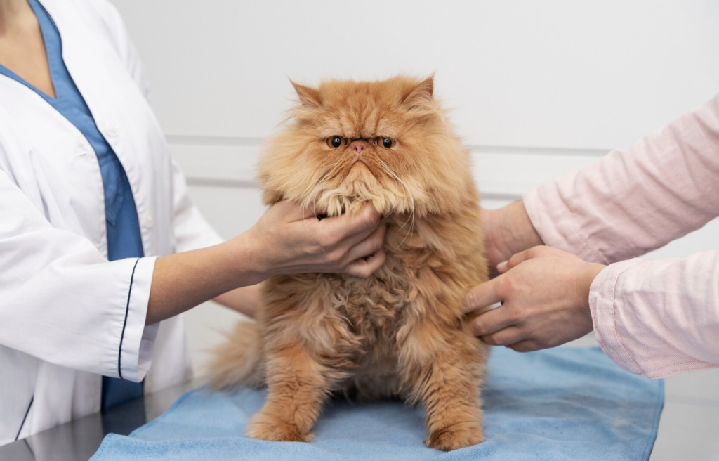 gato persa en un consulta veterinaria