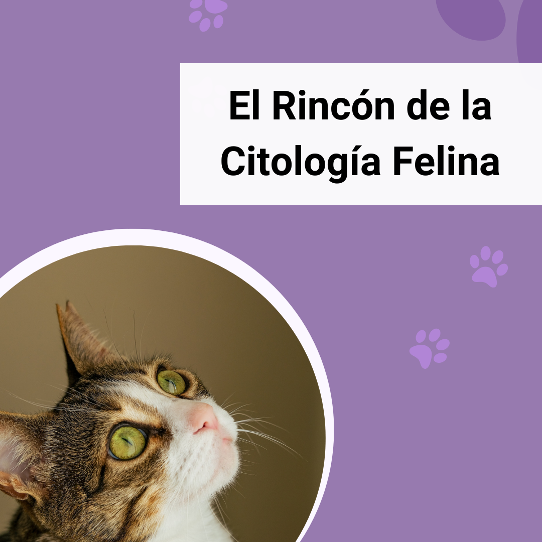 el rincón de la citología Felina