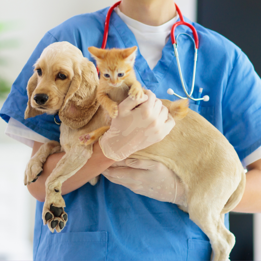 Gato y perro en una consulta veterinaria