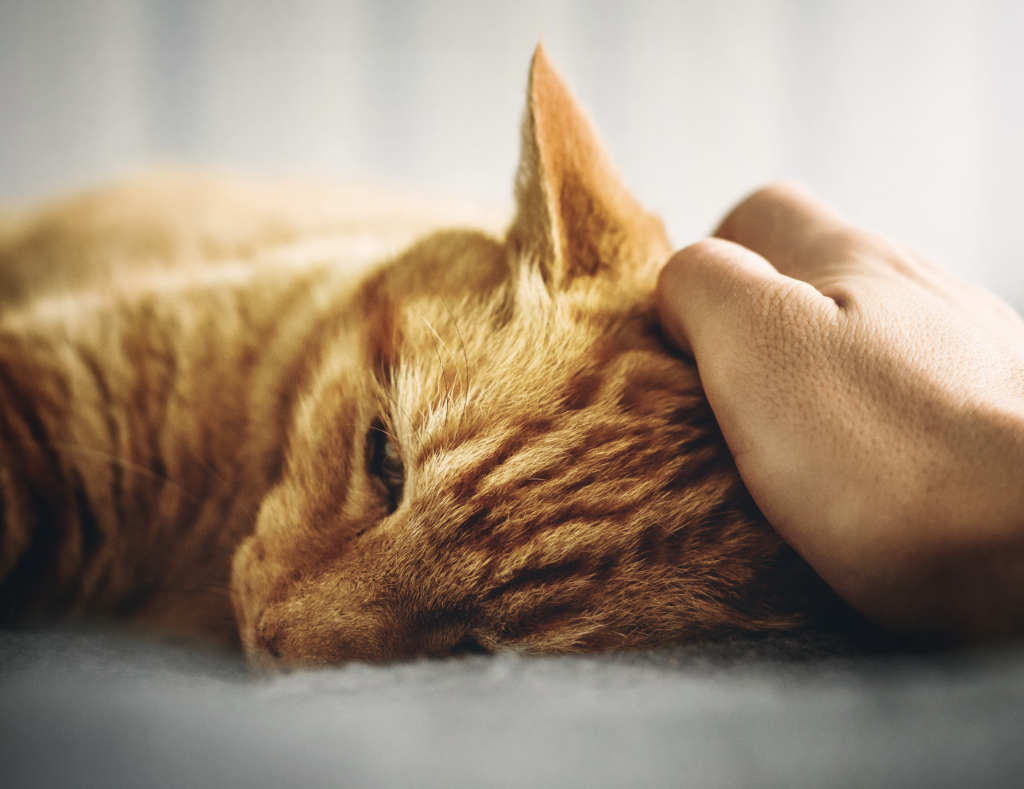 gato rescostado y una perosona lo está acarciando