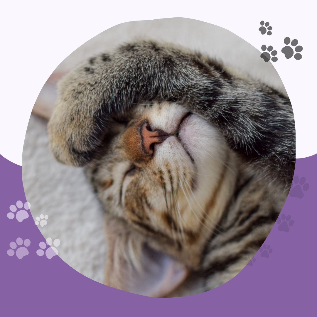 gato durmiendo - previo a análisis citológico