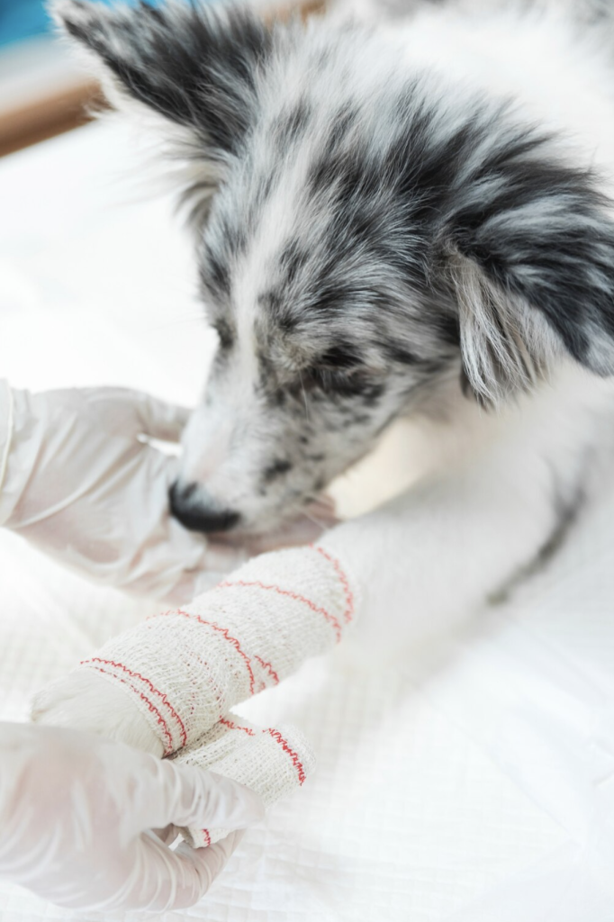 perro en una veterinaria