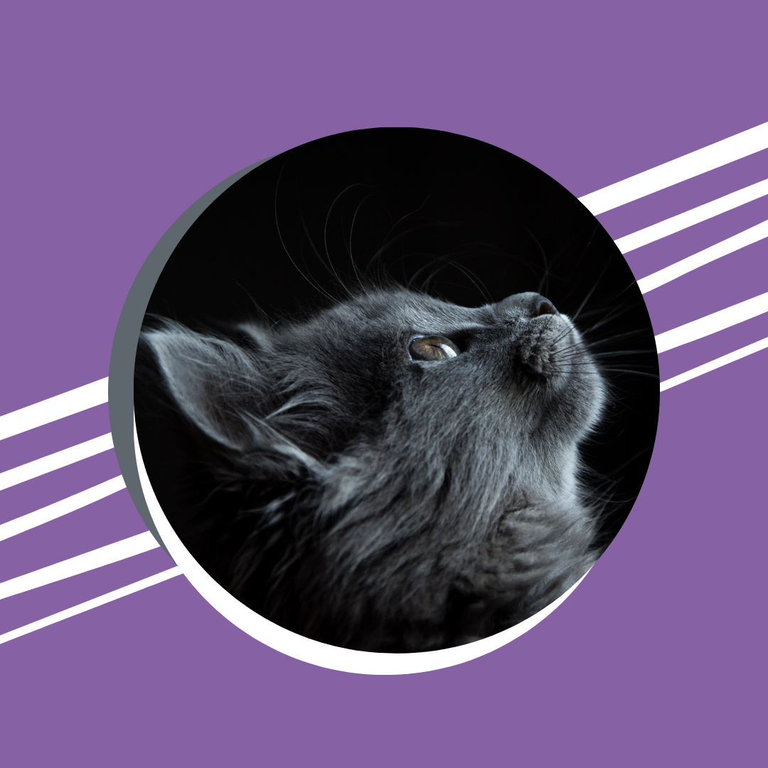 banner de gato mirando hacia arriba