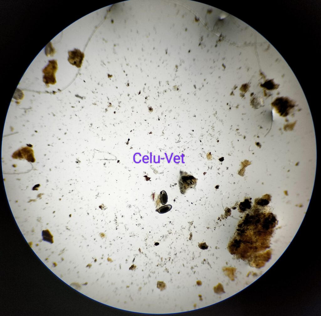 huevos de Otodectes Cynotis - Celuvet