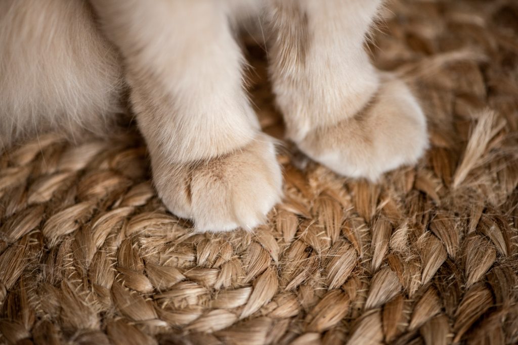 patitas de gato